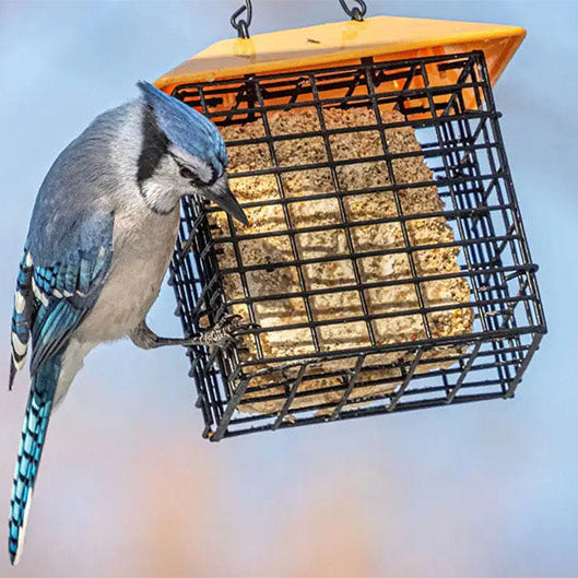 Suet for Birds